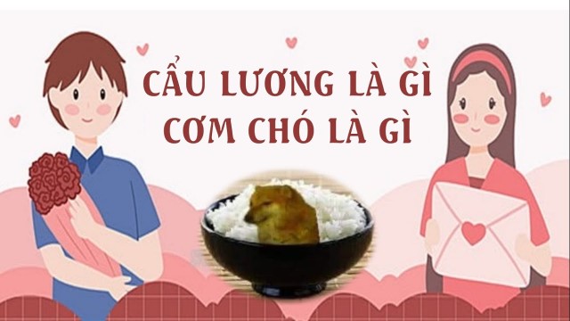 Cơm chó là gì